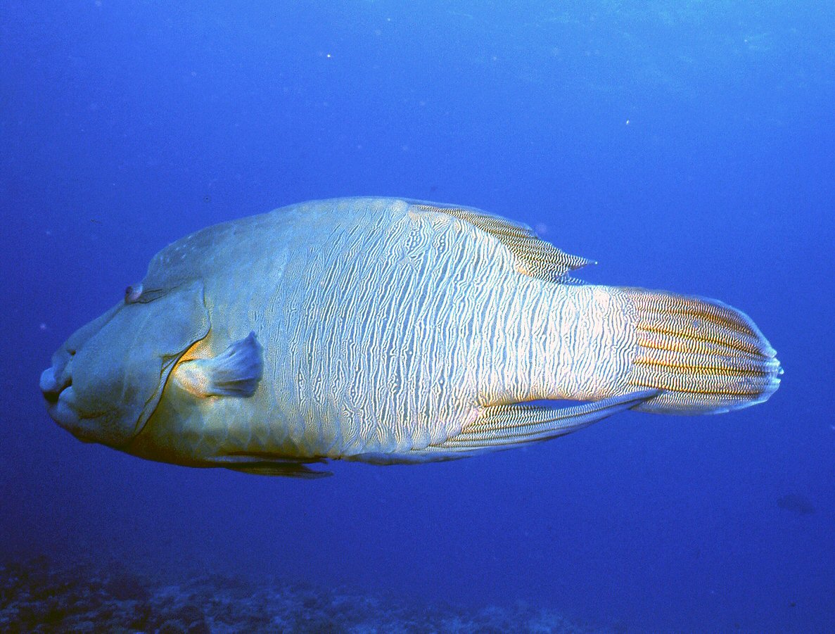 Palau   Wrasse In Blue Water